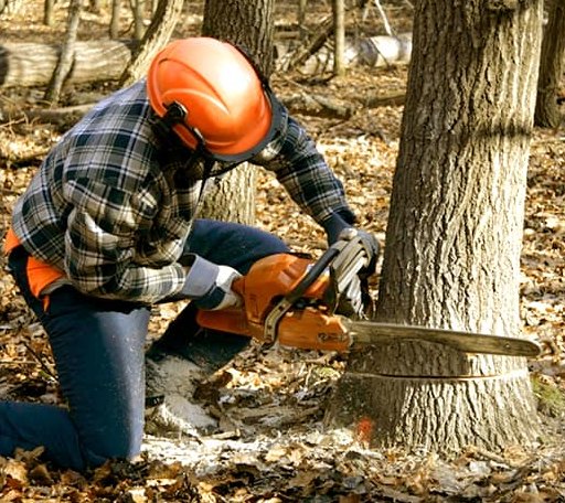 Tree Removal in South Bloomingville, OH